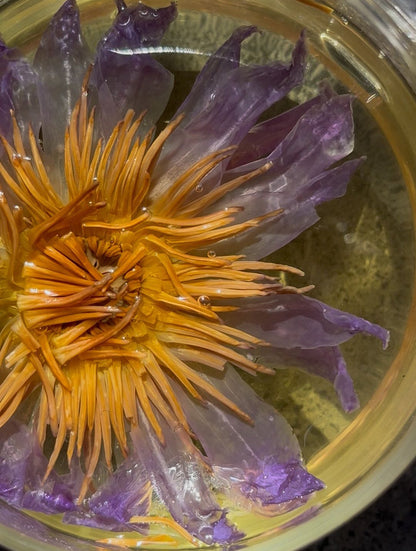 Flor Blue lotus